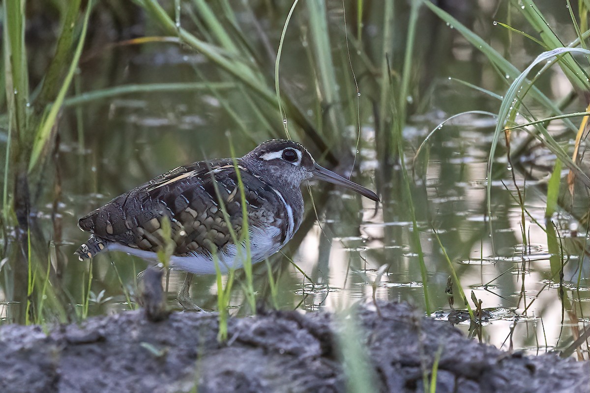 Greater Painted-Snipe - ML614087681