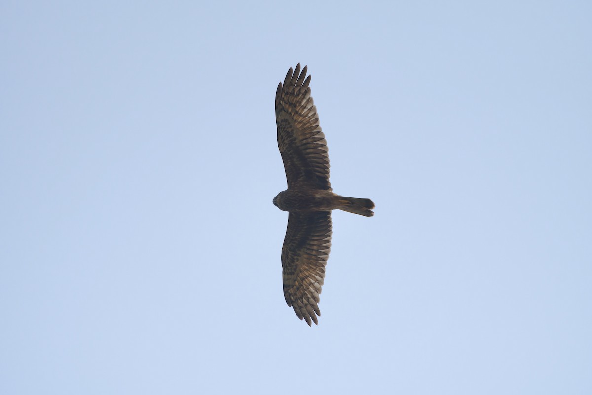 Pied Harrier - ML614087745