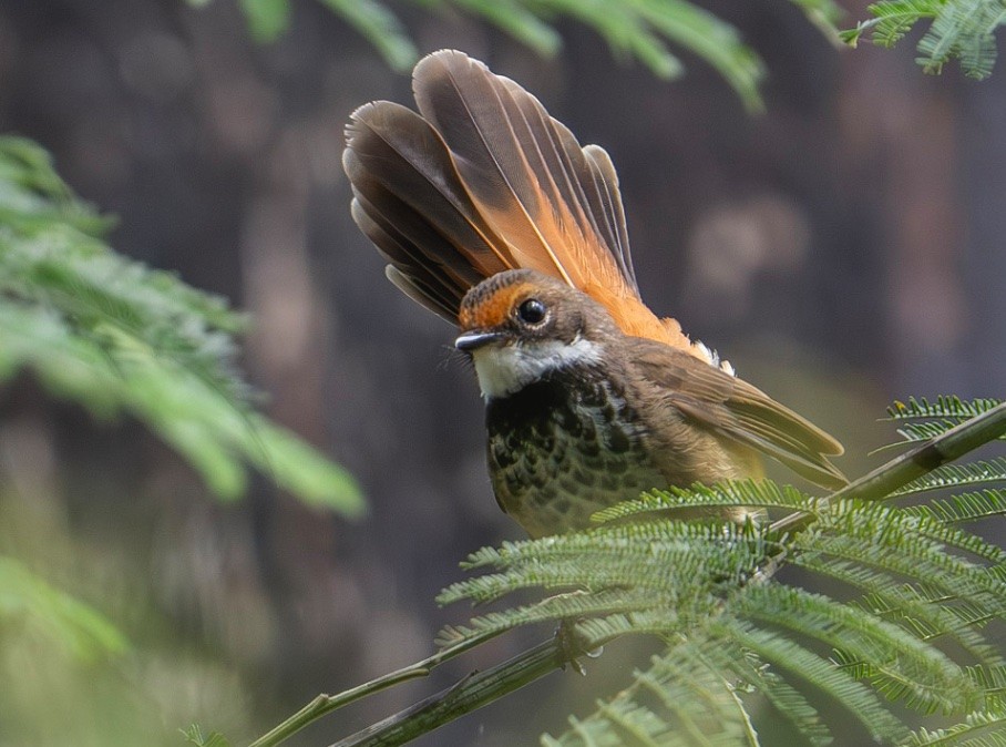 Australian Rufous Fantail - ML614087752