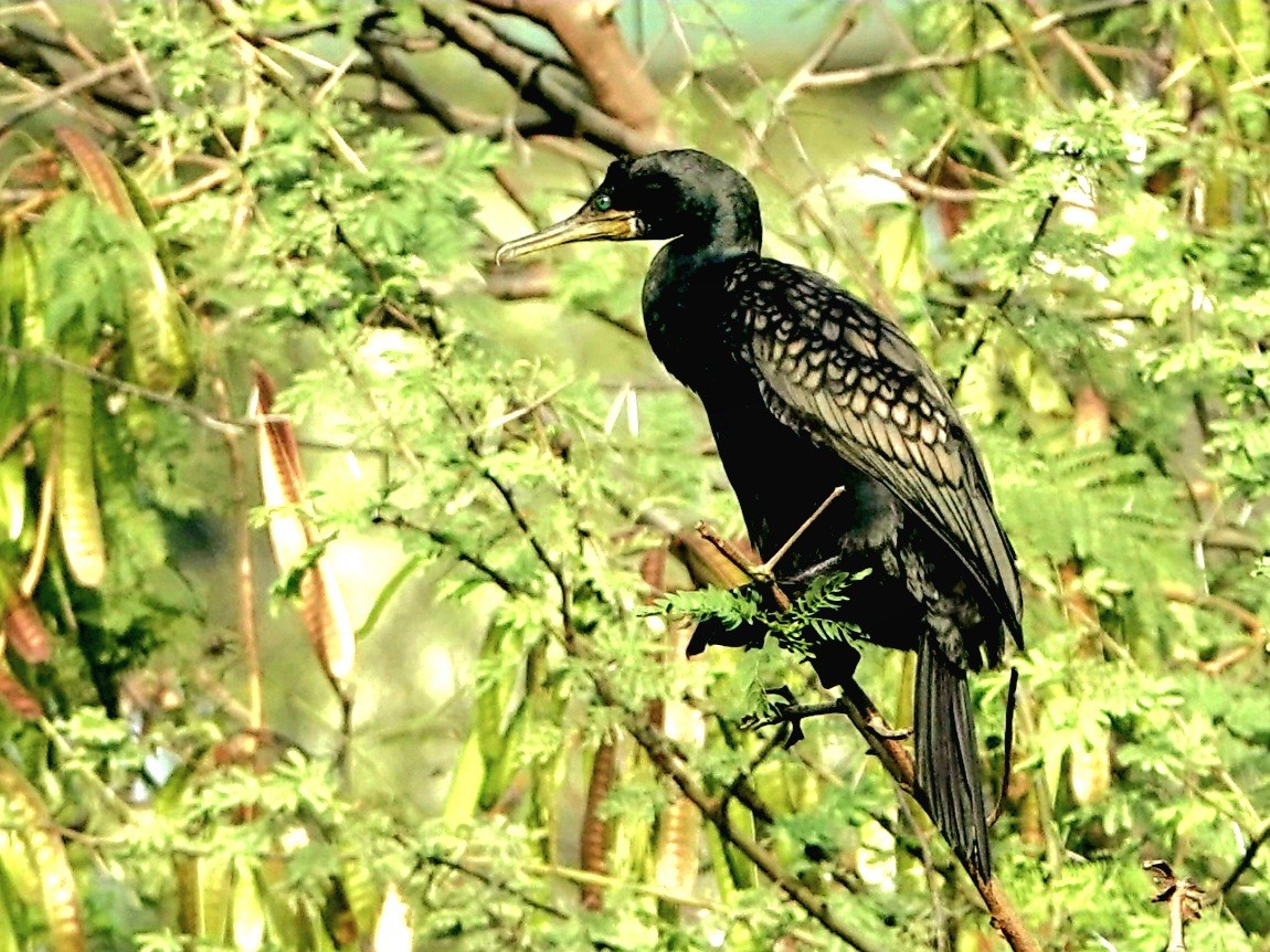 Indian Cormorant - ML614087753