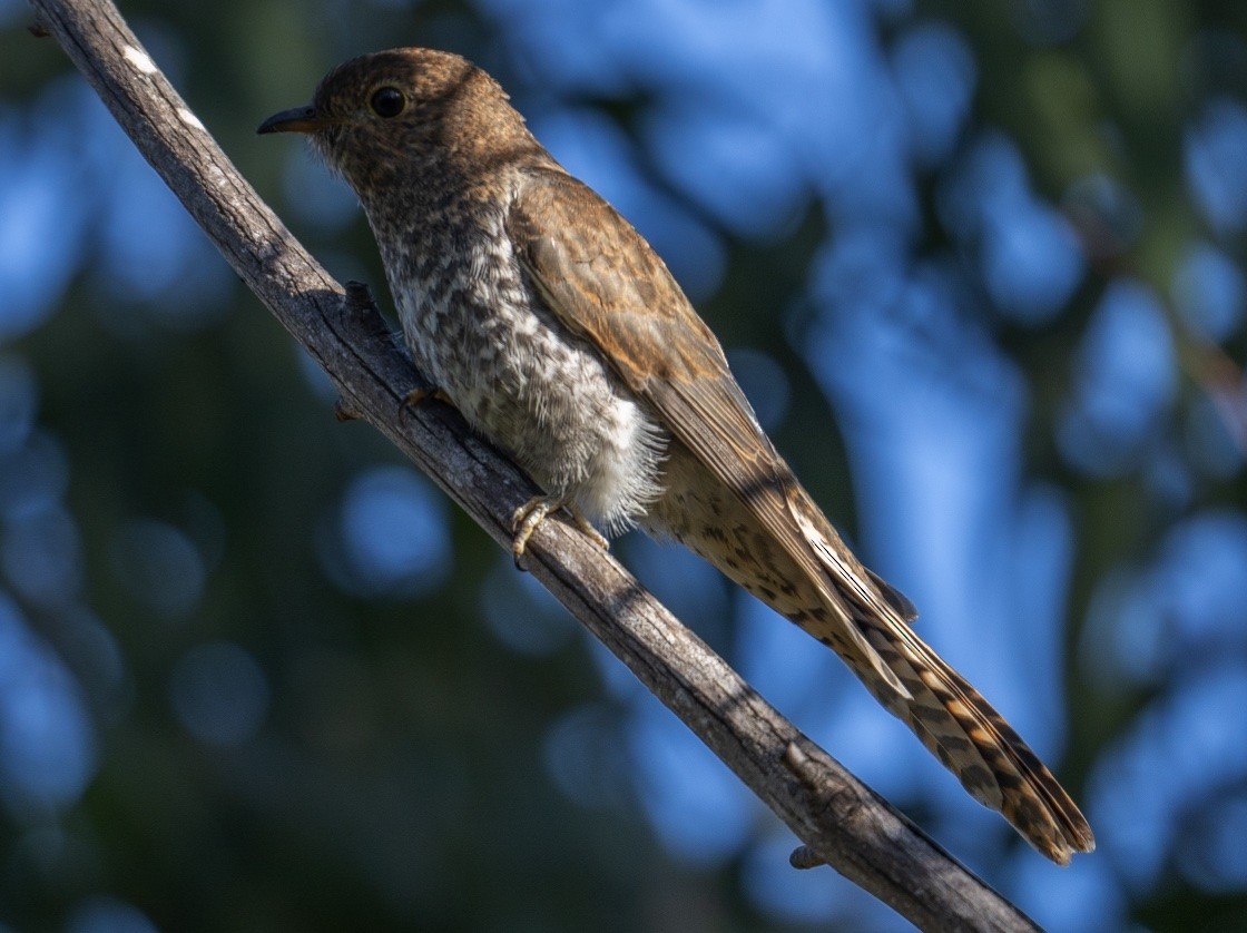Fan-tailed Cuckoo - ML614087770