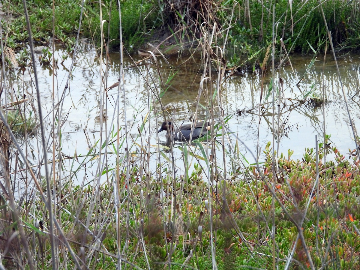 Green-winged Teal (American) - Mauricio del Pozo López