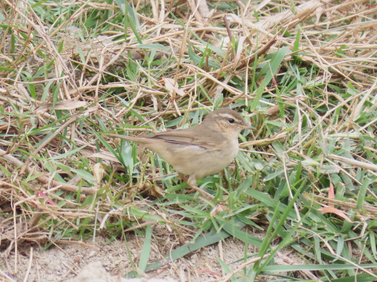 Dusky Warbler - ML614087775