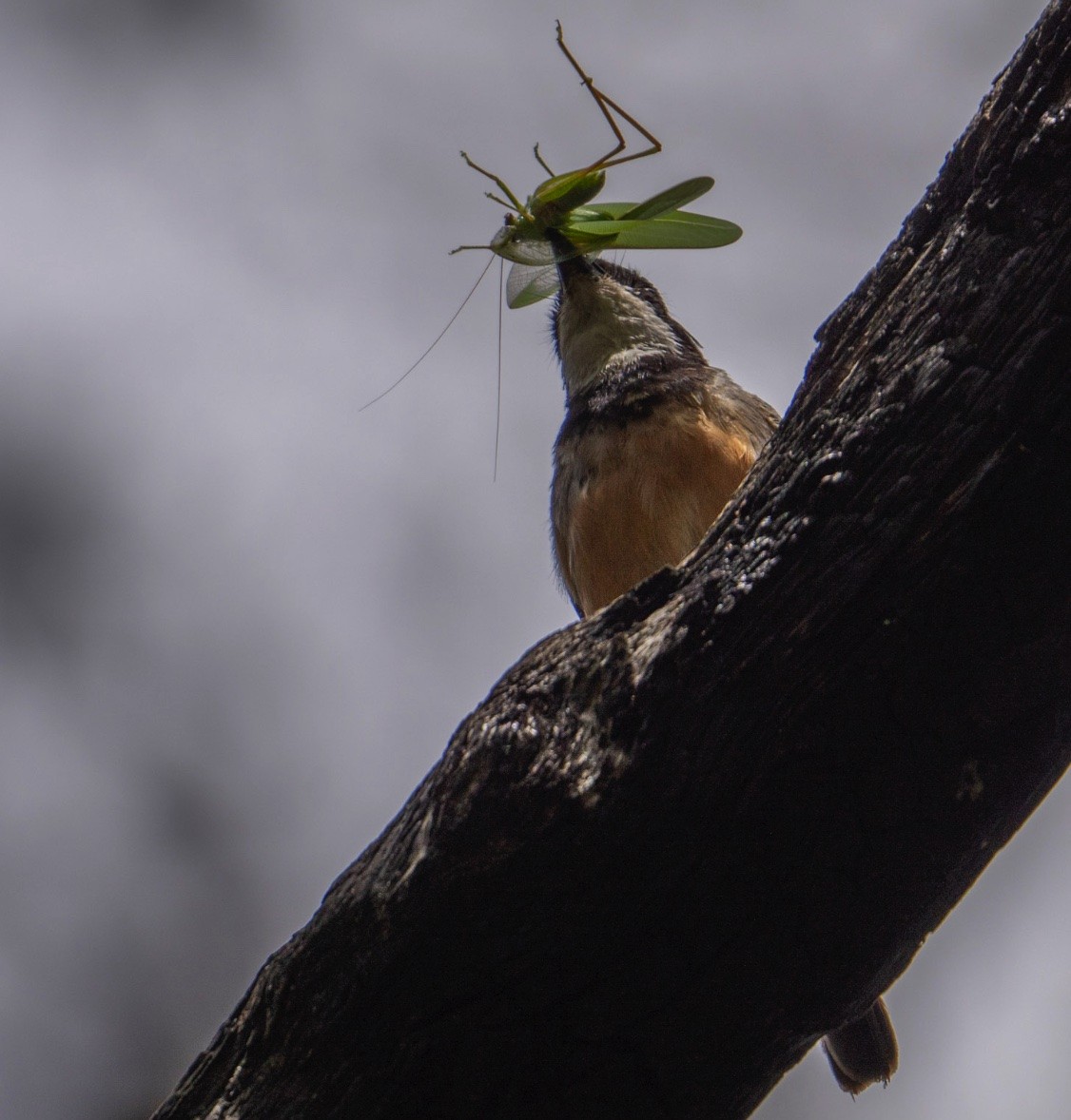 Rufous Whistler - ML614087779