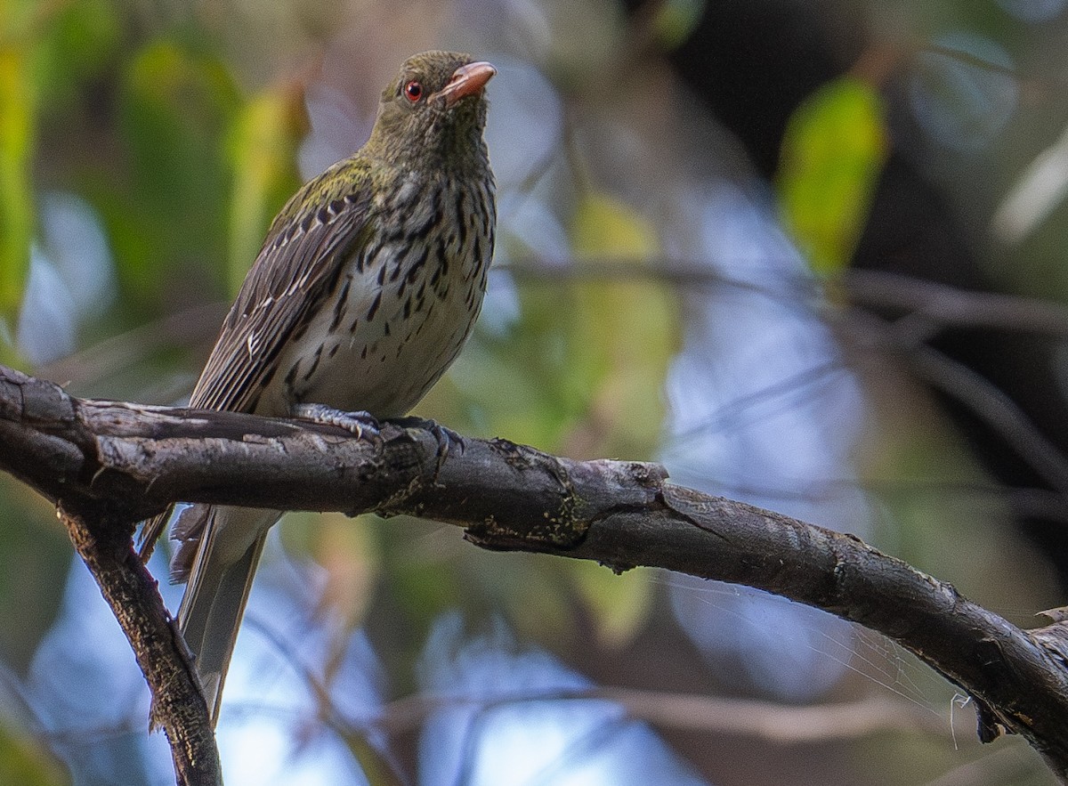Olive-backed Oriole - ML614087812