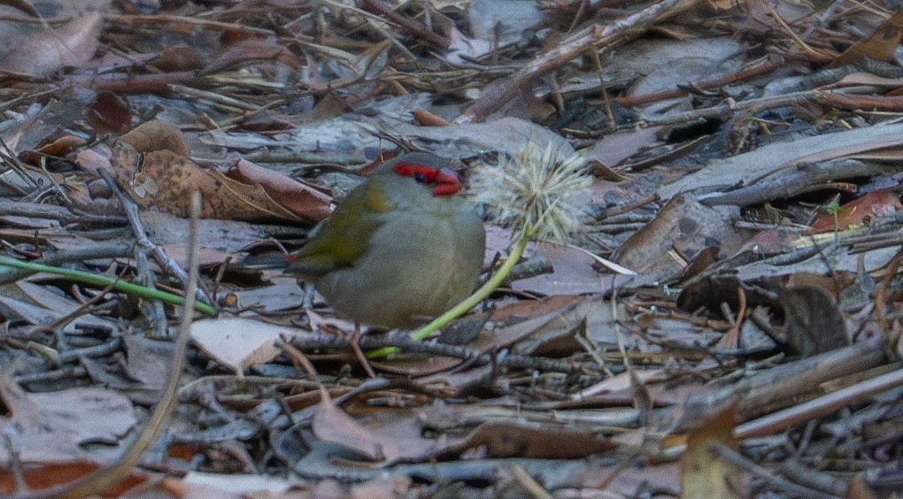 Red-browed Firetail - ML614087851
