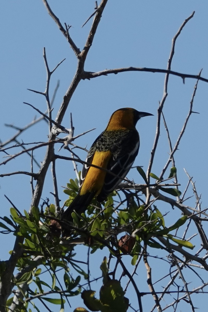 Hooded Oriole - Anonymous