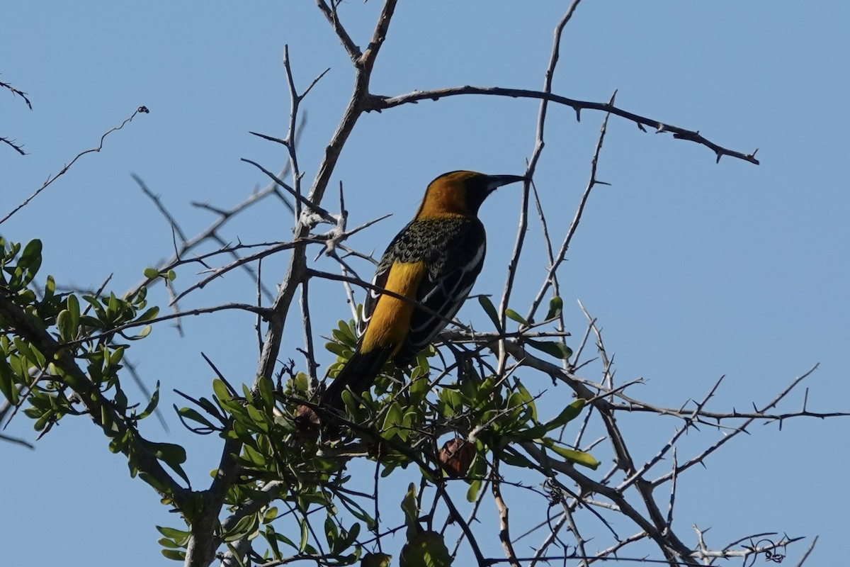 Hooded Oriole - Anonymous