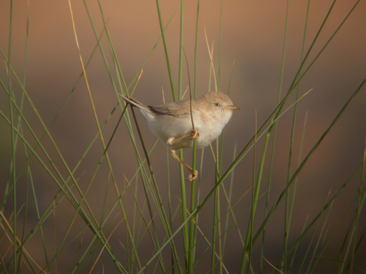 African Desert Warbler - ML614087876