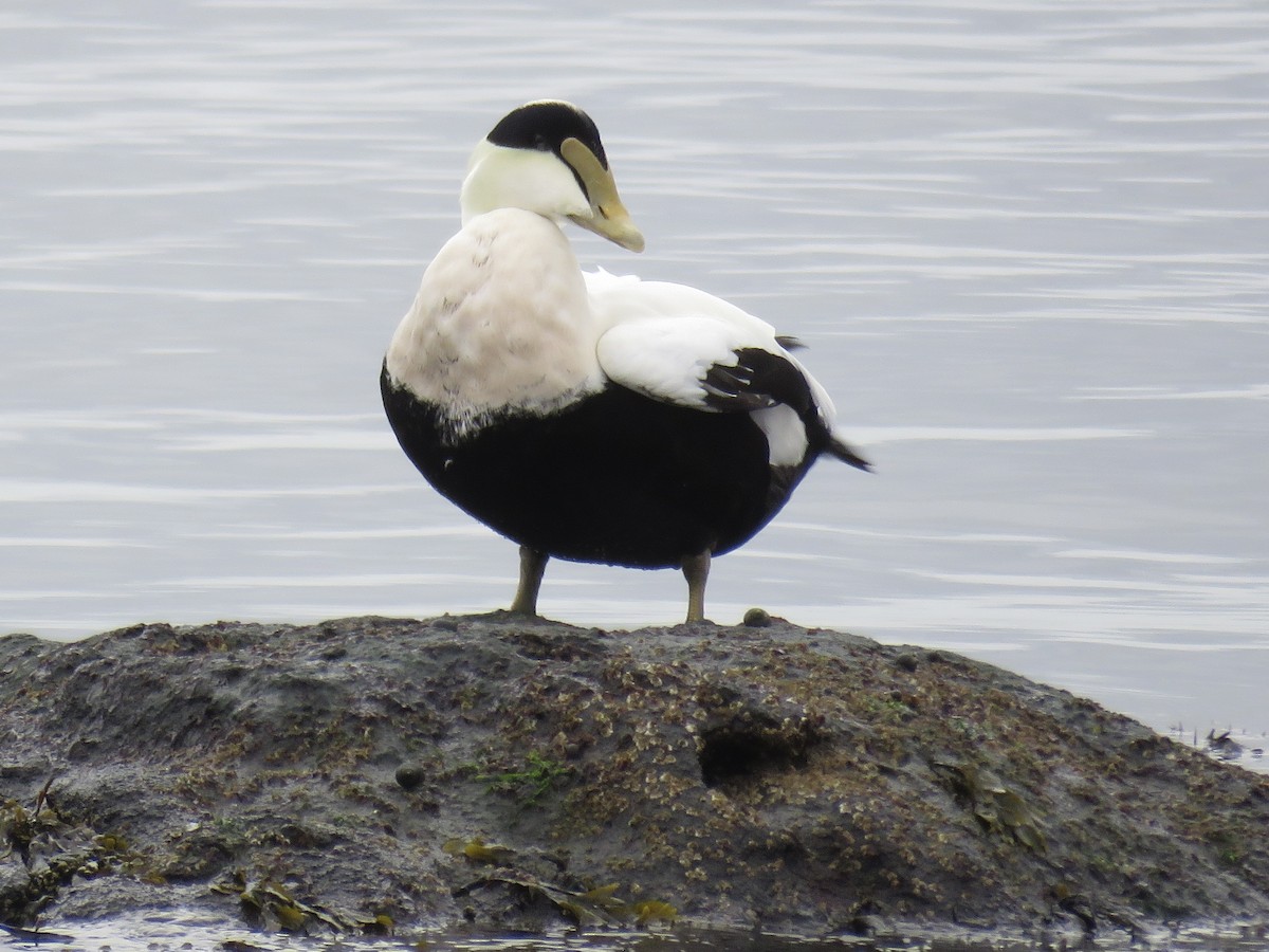 Common Eider - ML614087894