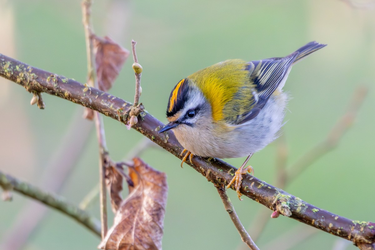 Common Firecrest - ML614087898
