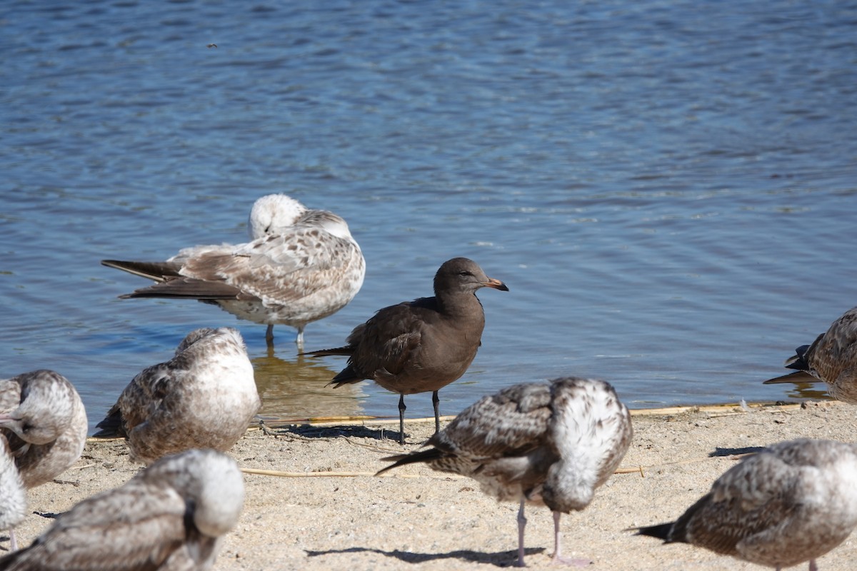 Heermann's Gull - ML614087909