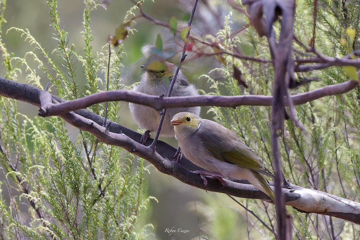 White-plumed Honeyeater - Robyn Cuzens