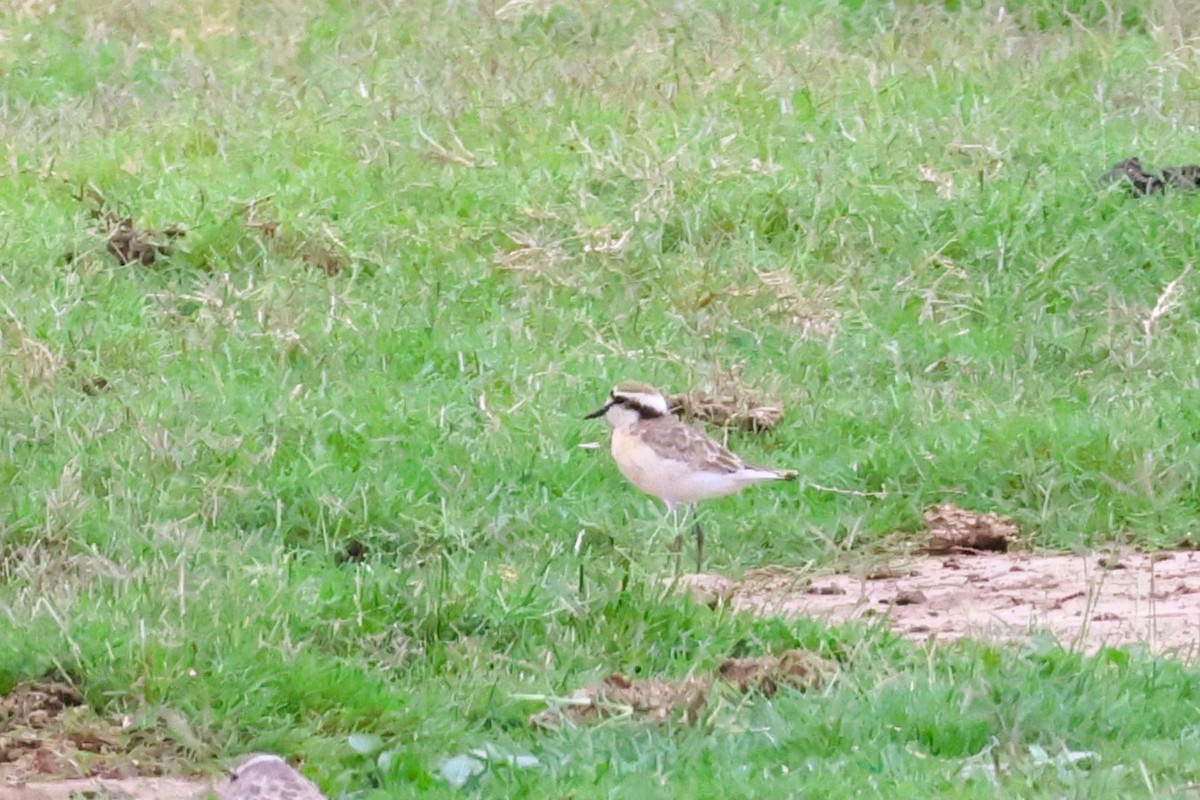 Kittlitz's Plover - ML614087940