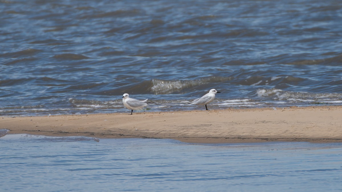 Gull-billed Tern - ML614087959