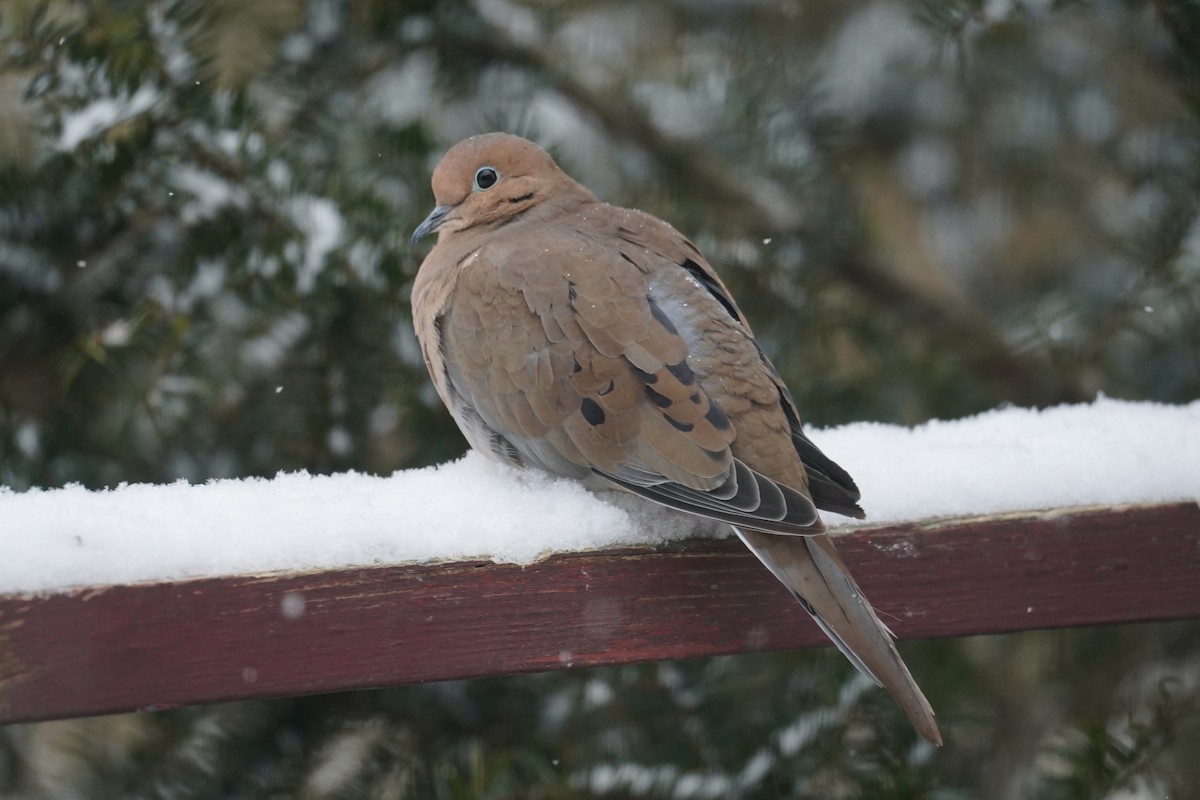 Mourning Dove - ML614087962