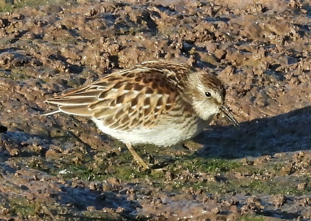 Least Sandpiper - ML614088010