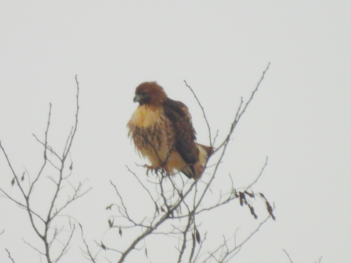 Rotschwanzbussard - ML614088156