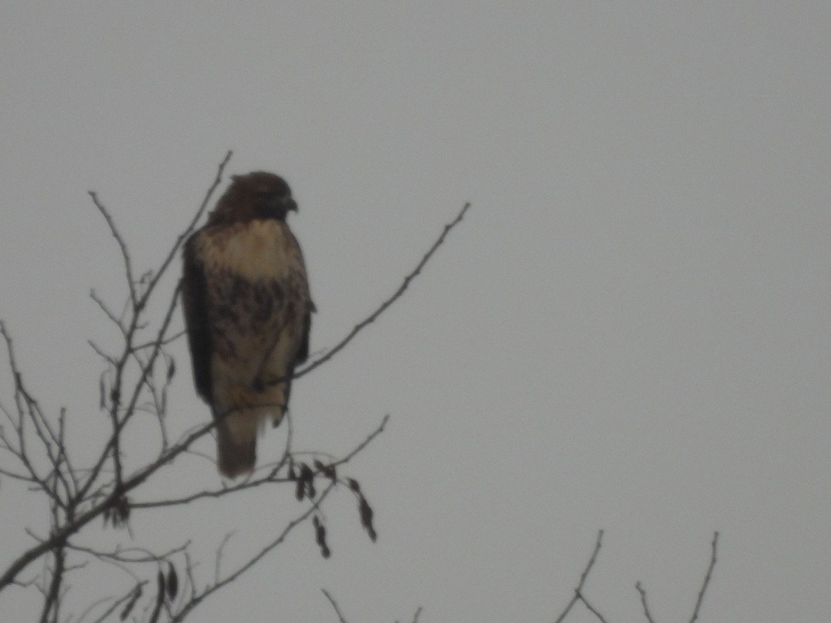 Rotschwanzbussard - ML614088157