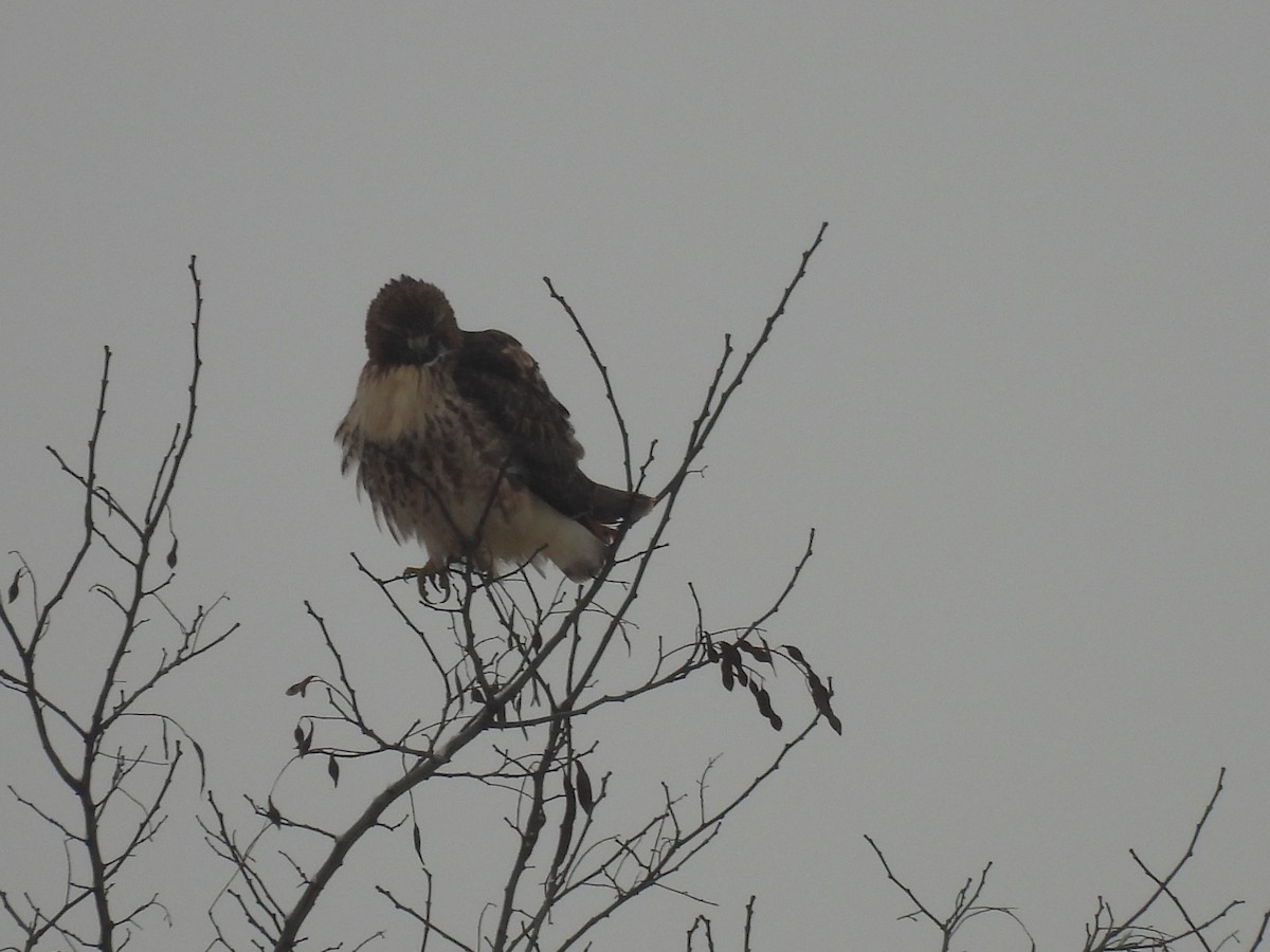 Rotschwanzbussard - ML614088167