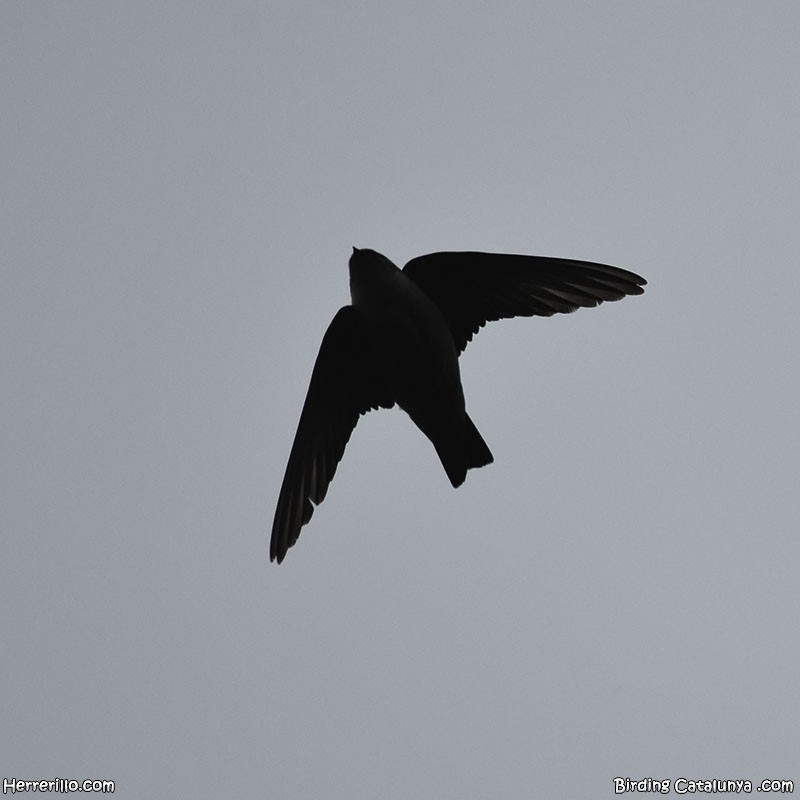 Eurasian Crag-Martin - ML614088186