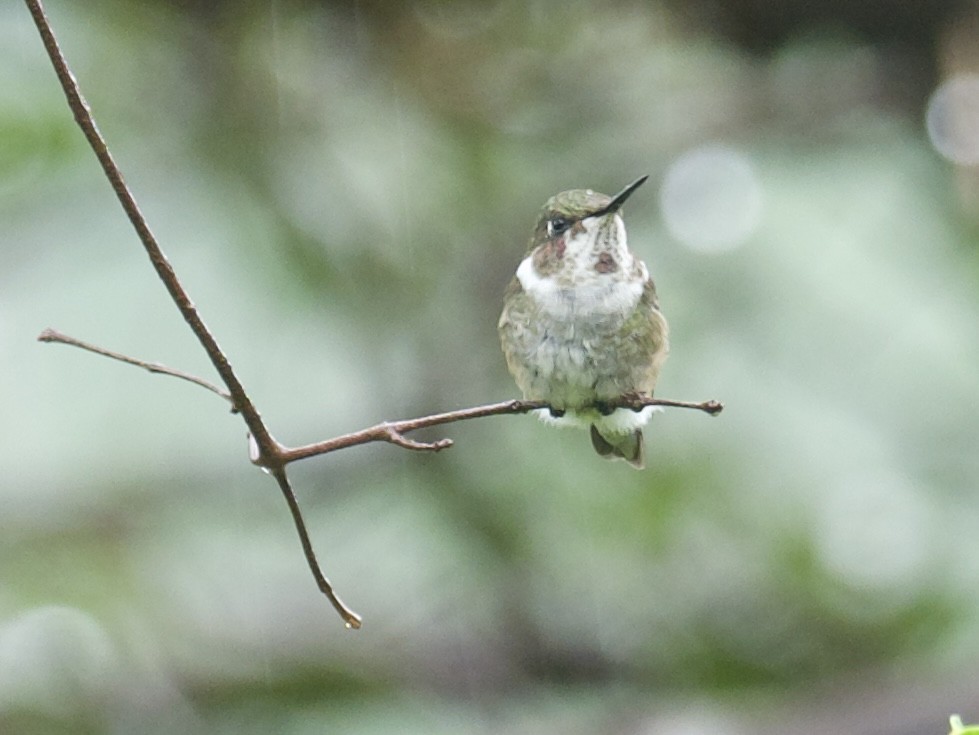 Colibrí Amatista - ML614088200