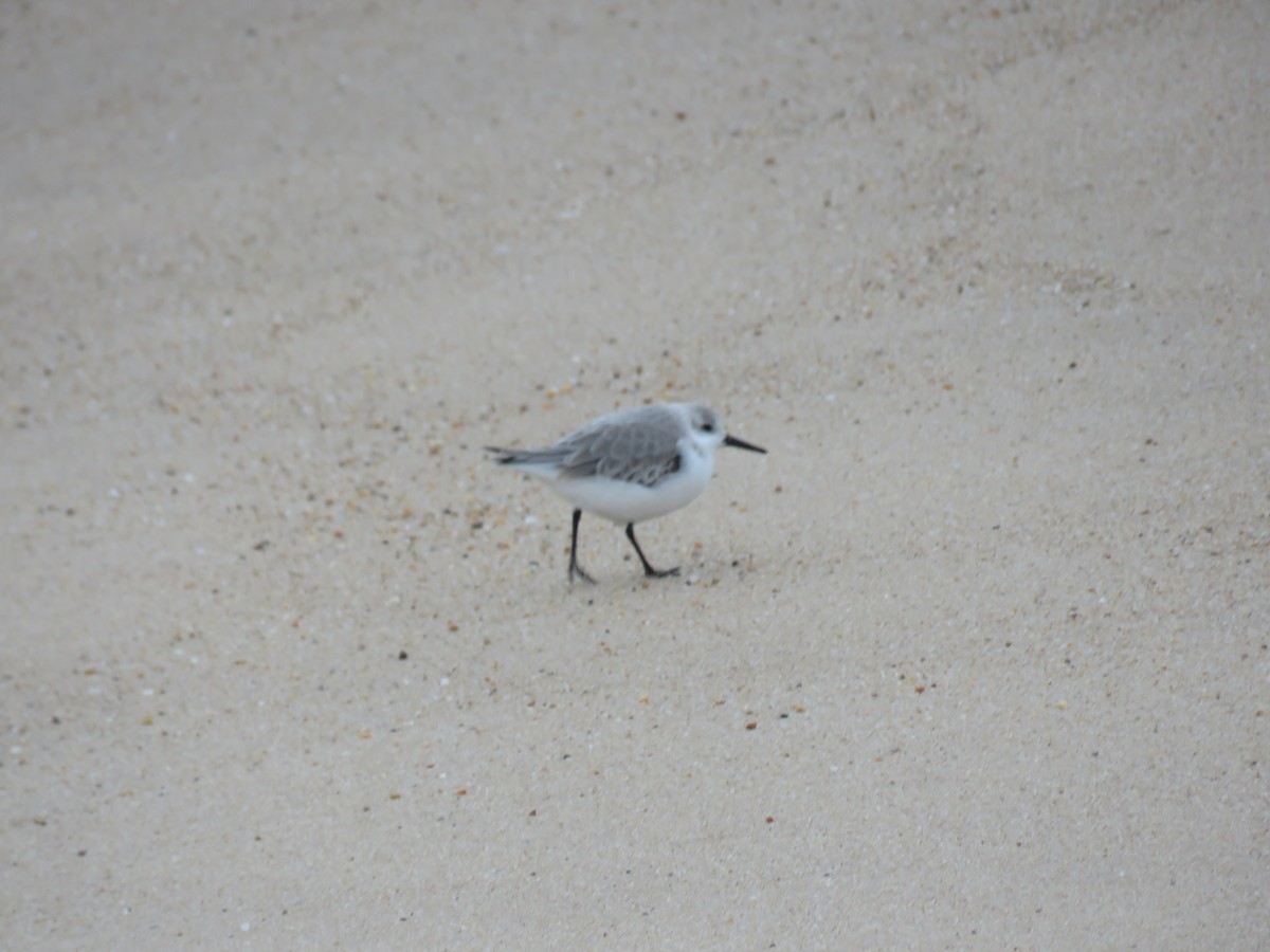 Bécasseau sanderling - ML614088280