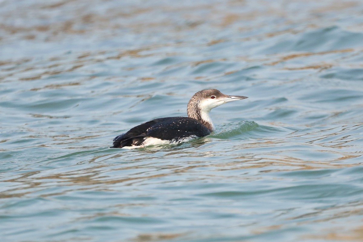 Arctic Loon - Starlit Chen