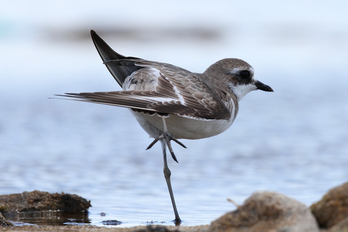 Siberian Sand-Plover - ML614088392