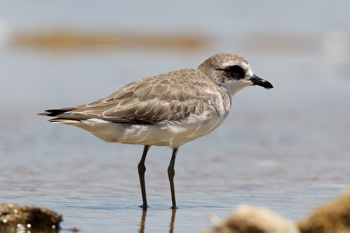 Siberian Sand-Plover - ML614088393