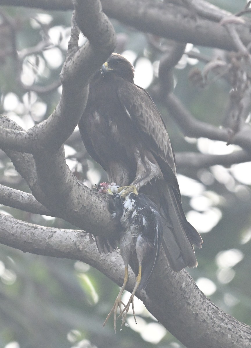 Booted Eagle - ML614088397