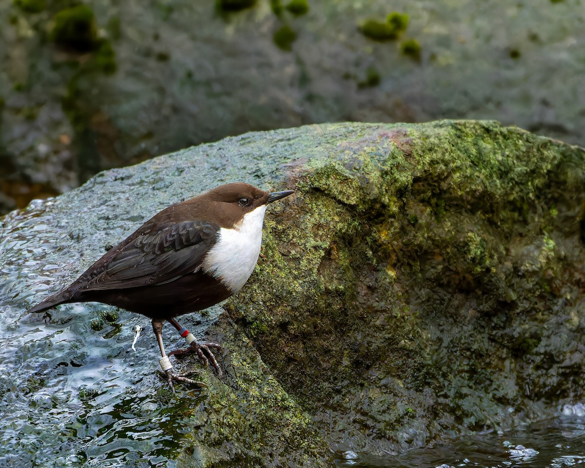 White-throated Dipper - ML614088484