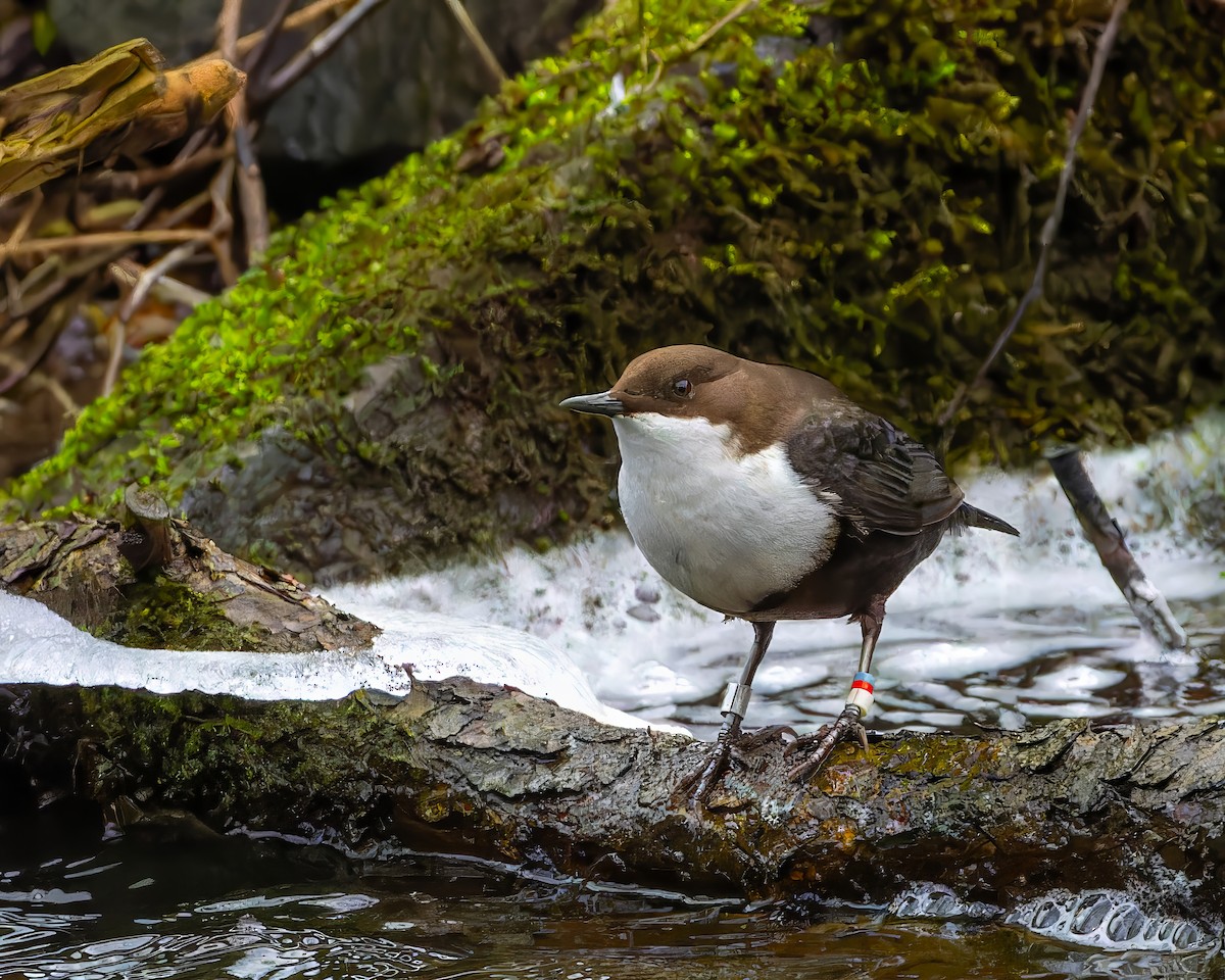 White-throated Dipper - ML614088490