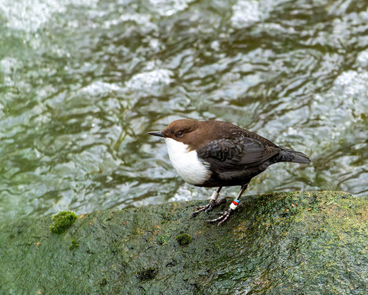 White-throated Dipper - ML614088491