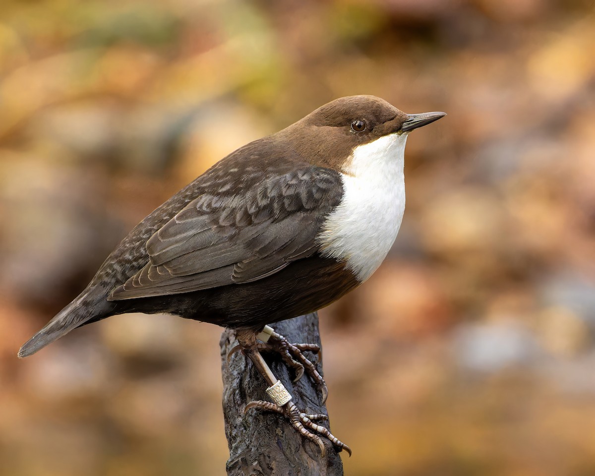 White-throated Dipper - ML614088492