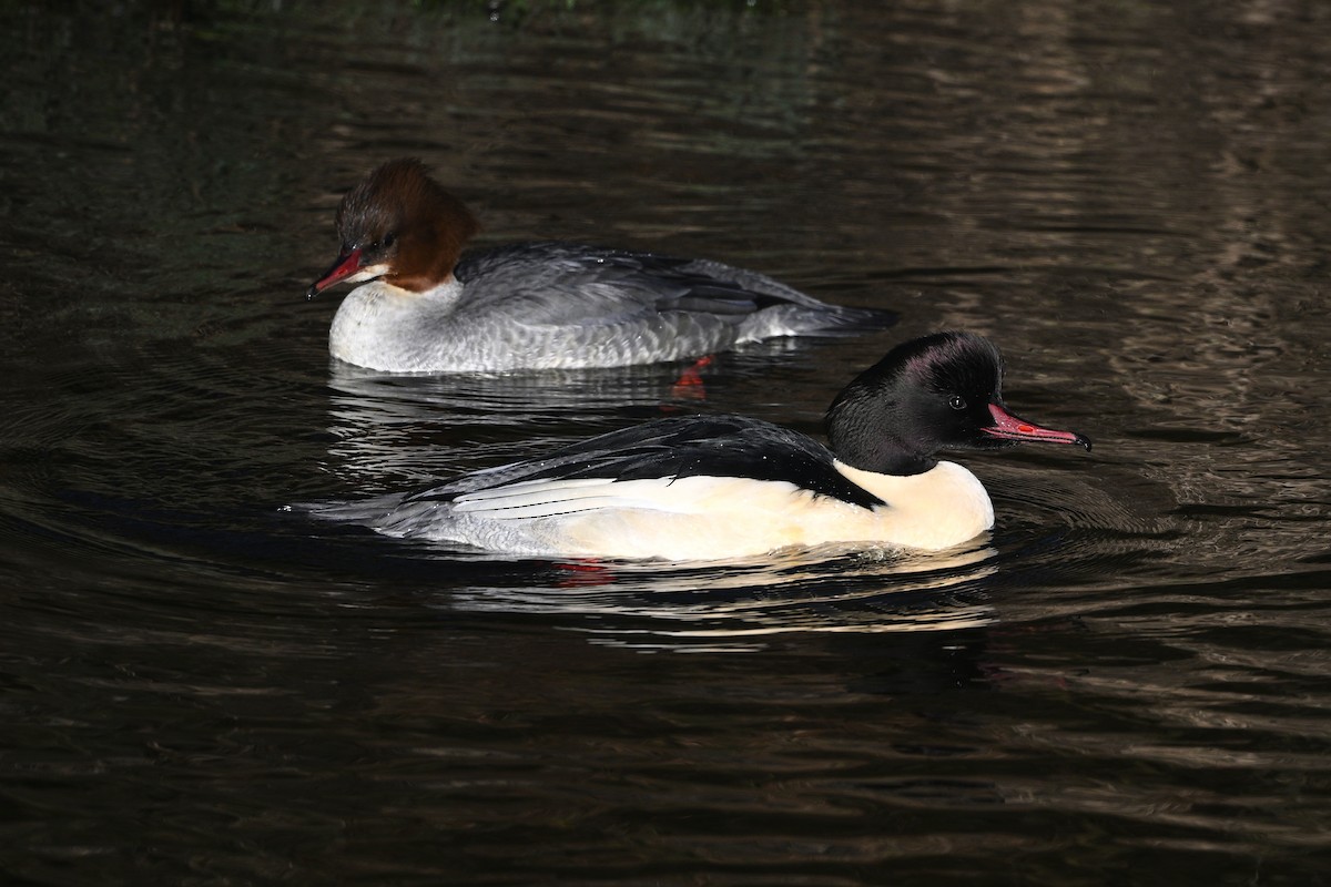 Common Merganser - Robert Cousins