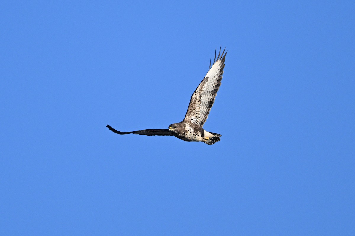 Common Buzzard - ML614088536