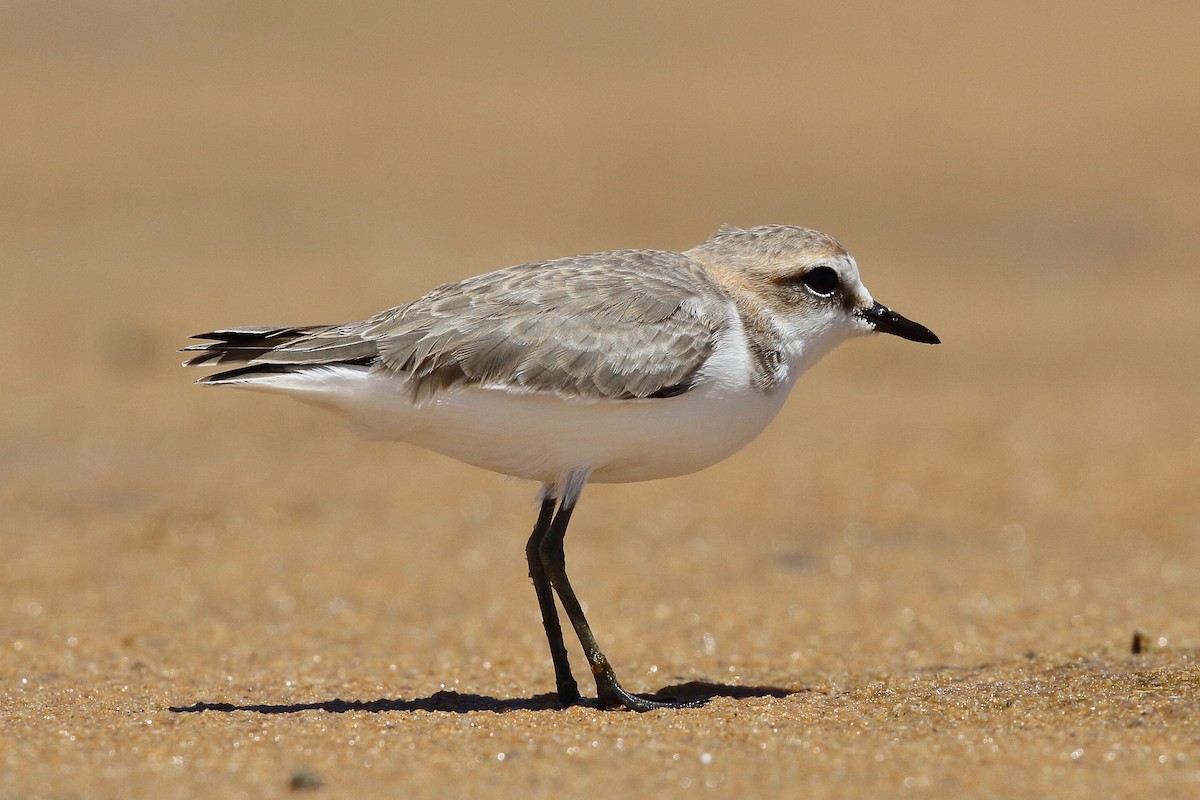 Red-capped Plover - ML614088540