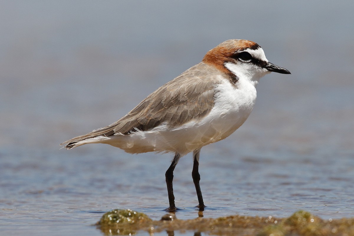 Red-capped Plover - ML614088541