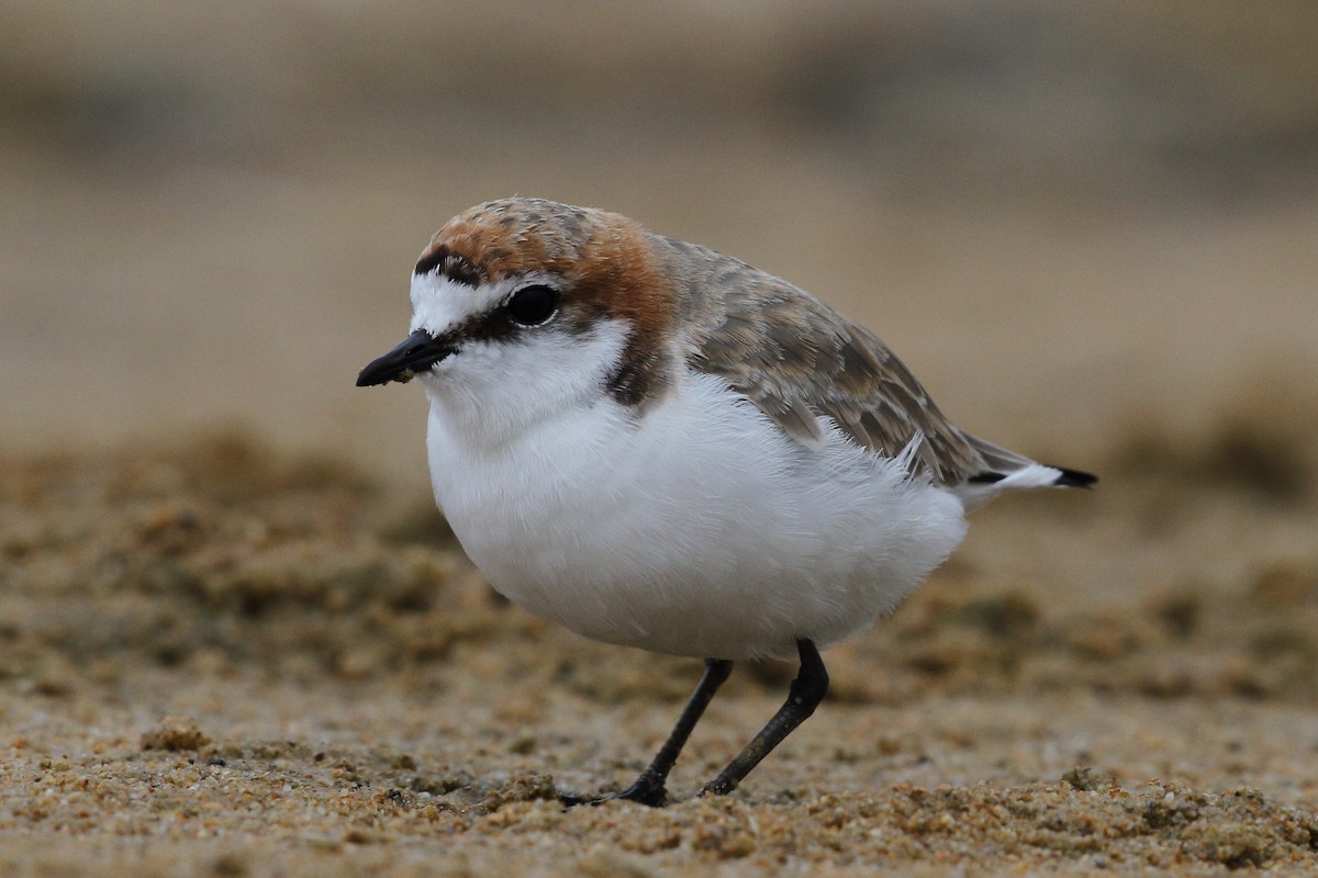 Red-capped Plover - ML614088542