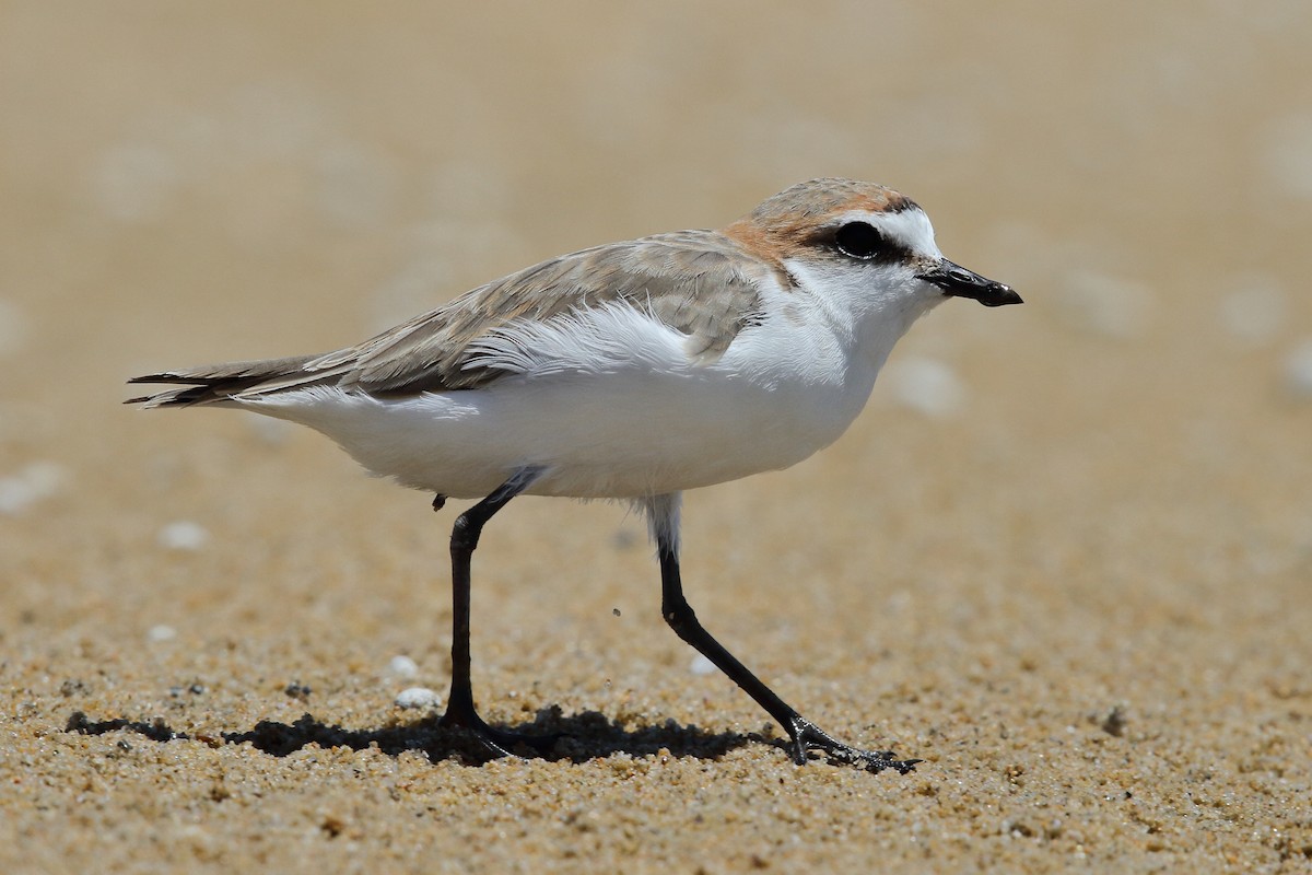 Red-capped Plover - ML614088543