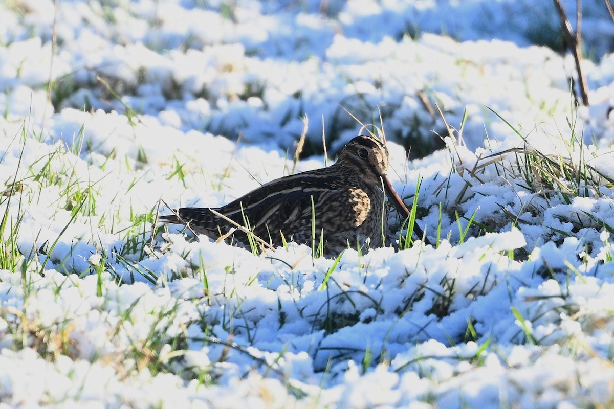 Common Snipe - ML614088567