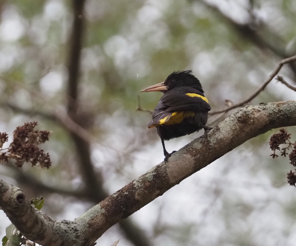 Yellow-winged Cacique - ML614088588