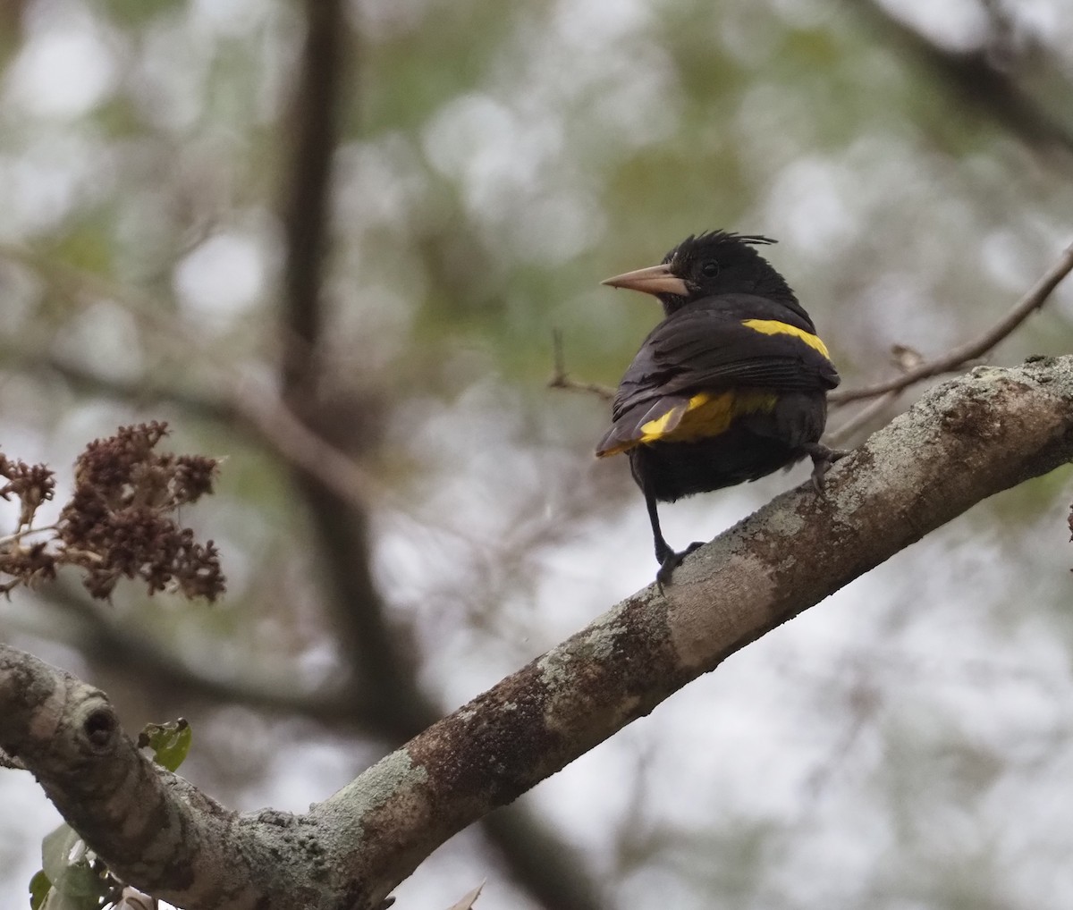 Yellow-winged Cacique - ML614088597