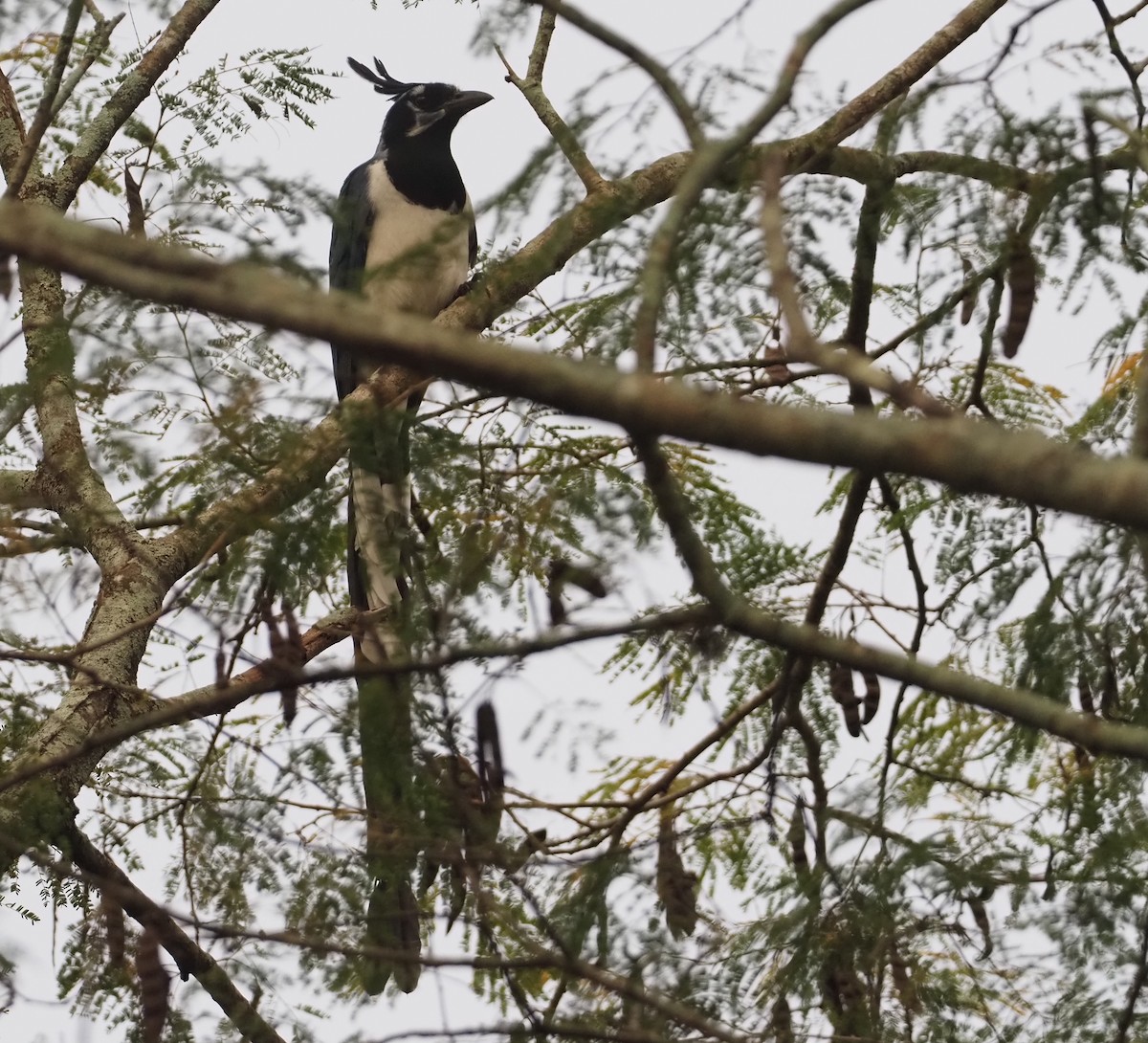 Black-throated Magpie-Jay - ML614088639
