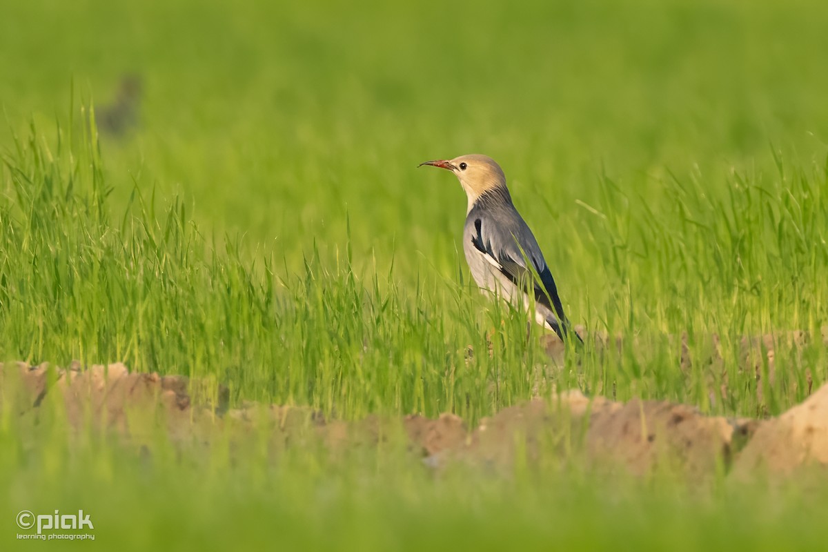 Red-billed Starling - ML614088673