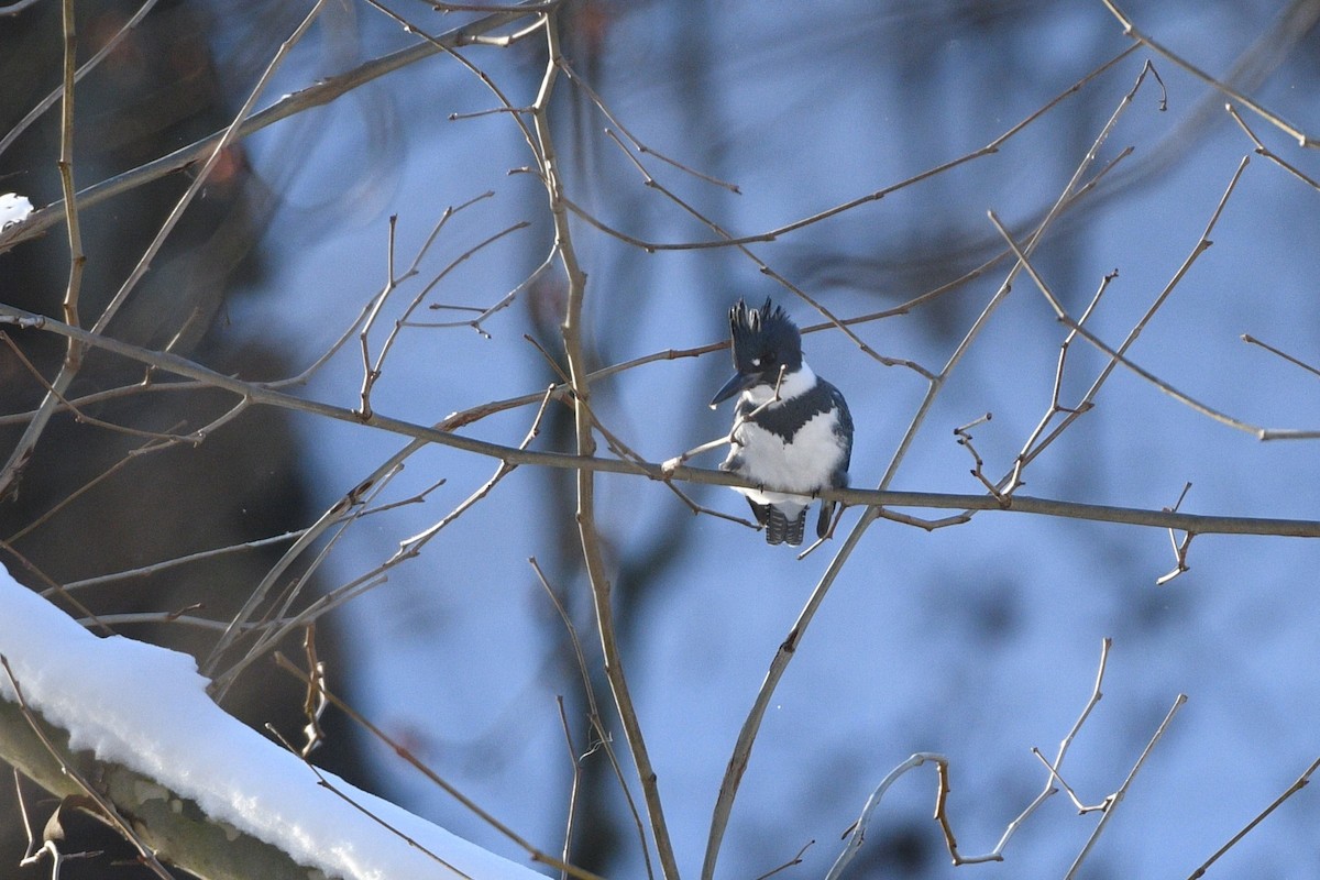 Belted Kingfisher - ML614088706