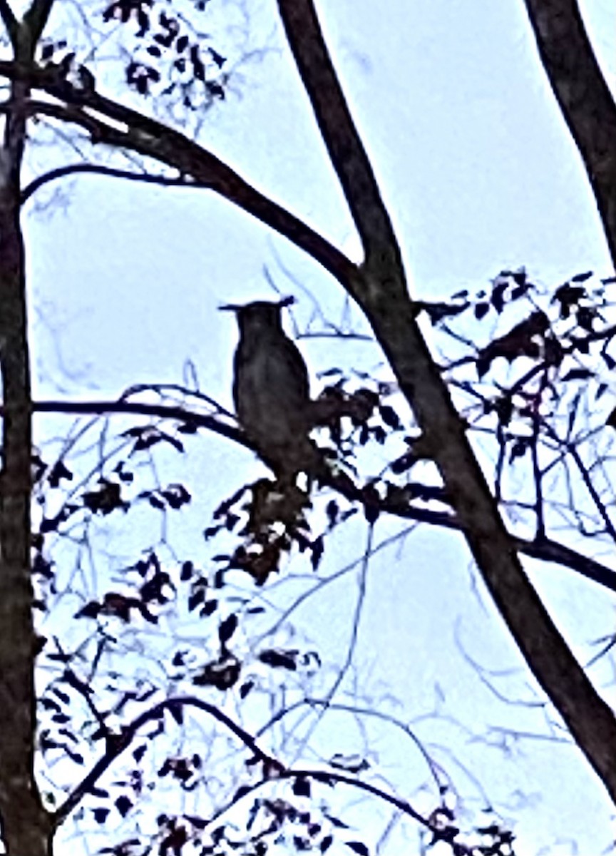 Barred Eagle-Owl - ML614088735