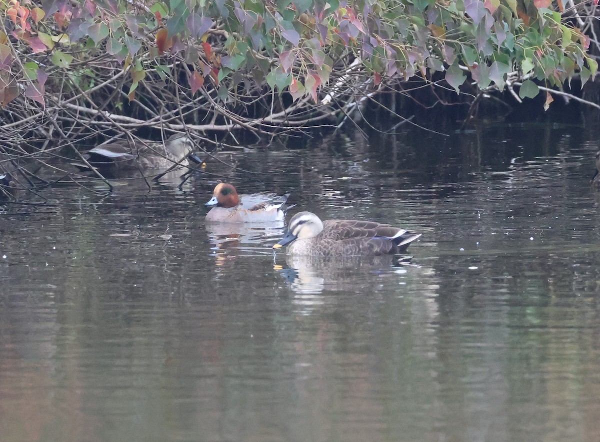 Eurasian x American Wigeon (hybrid) - ML614088737