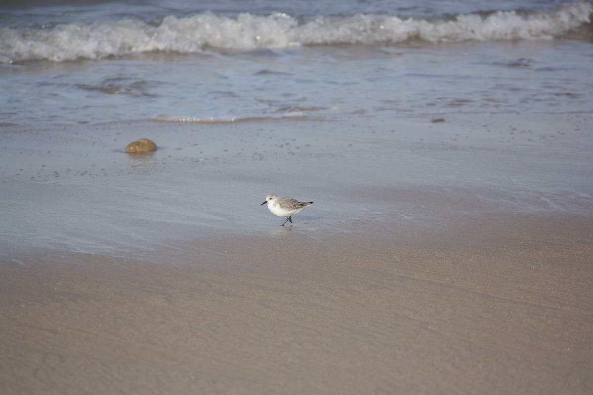 Bécasseau sanderling - ML614088764